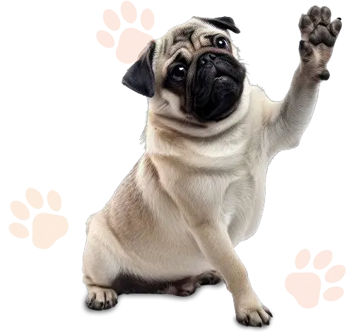 Dog Image