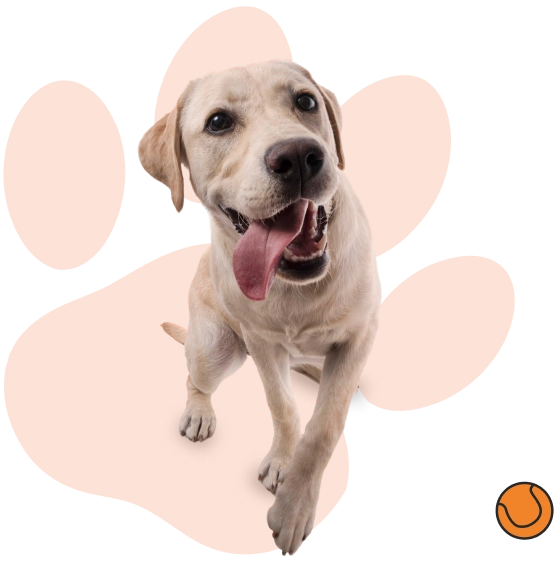 course-tracks-dog