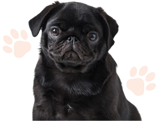 what-inclued-mb-dog