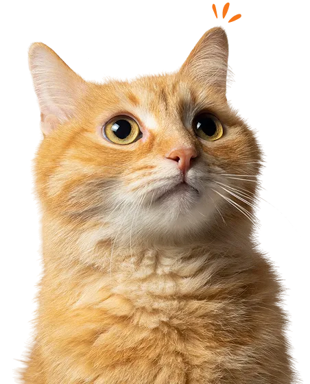 what-you-get-cat