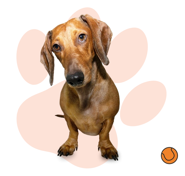 works-dog-image