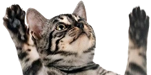acadeny-flt-cat